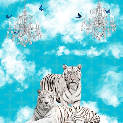 White Tigers In the Clouds