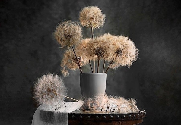 Dandelion Seed Pod - Lydia Jacobs