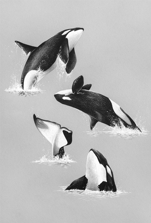 Orcas At Play