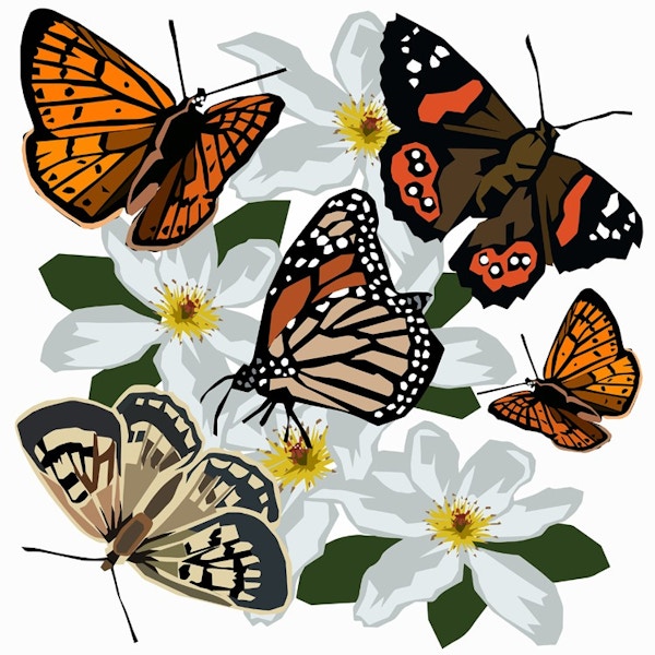 NZ Butterflies (IM) - Ira Mitchell