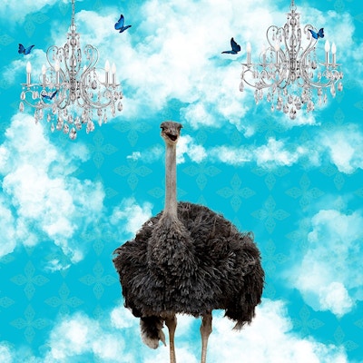 Ostrich In The Clouds