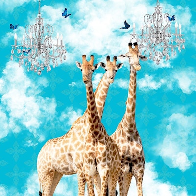 Giraffes In The Clouds