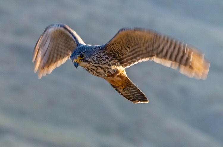 Skippers Falcon In Flight