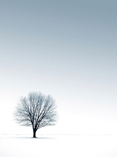 Tree In Winterscape