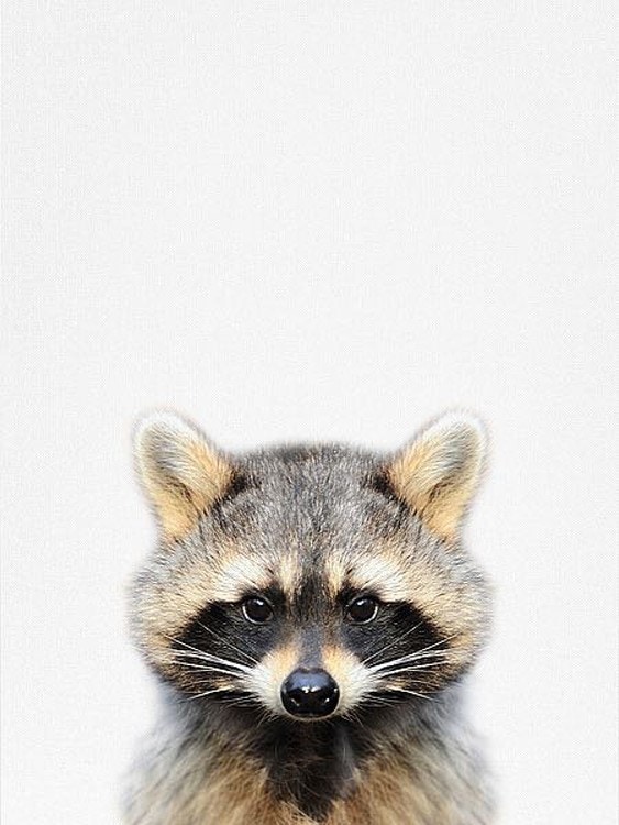 Raccoon - Tai Prints