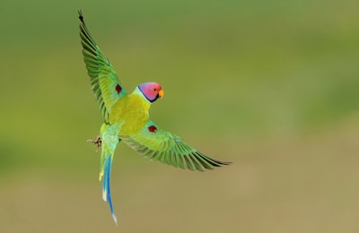 Free Wings - Plum Headed Parakeet