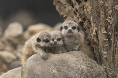 Meerkat Siblings