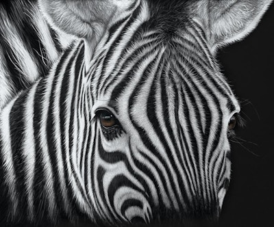 Are A Zebra's Stripes Black... Or White?