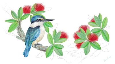 New Zealand Kingfisher & Pohutukawa