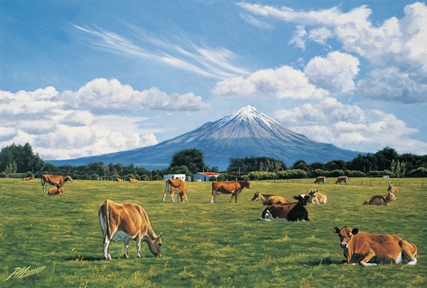 Cattle, Taranaki - Peter Morath
