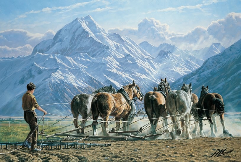 Clydesdales, Mt Cook