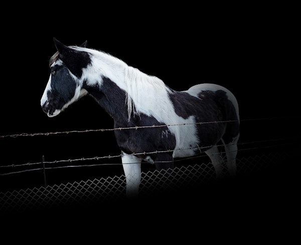 Horse - Limited Edition Print - Gavin Martin