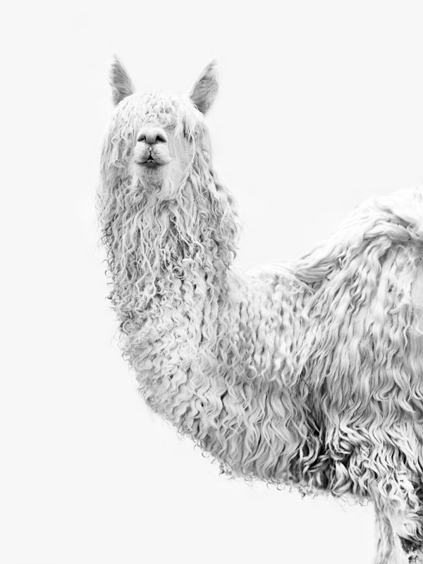 Alpaca On White - Jak And Co