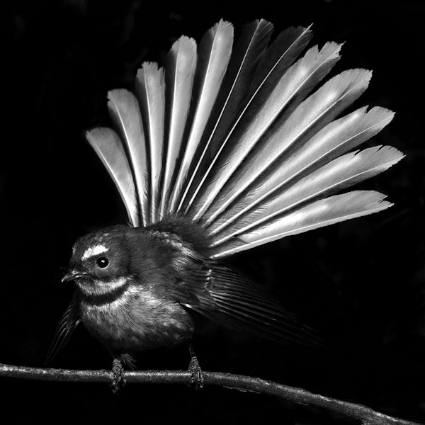 Fantail On Black - Jak And Co