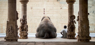 The Elephant & Its Mahot