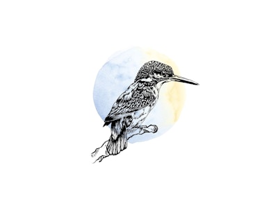 Kingfisher - Ink Series