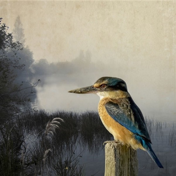 Kingfisher Kingdom - Clive Collins