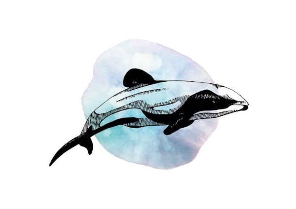 Hector's Dolphin - Lisa Pintaske