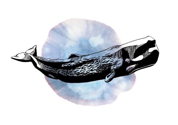 Sperm Whale - Lisa Pintaske