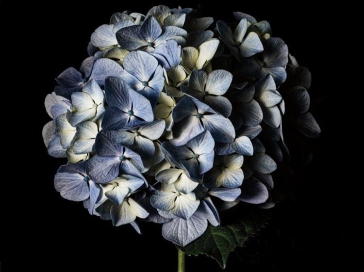 Pale Blue Hydrangea