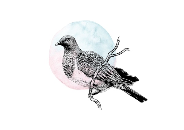 Pigeon - Ink Series - Lisa Pintaske