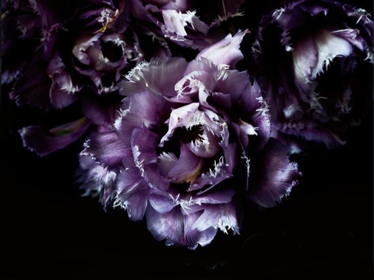 Purple Fringed Tulips