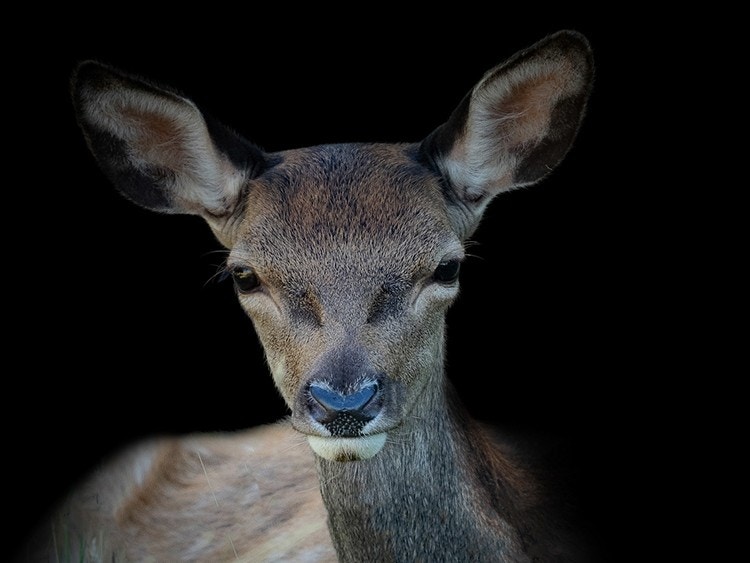 Red Deer Fawn