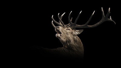 Roaring Stag
