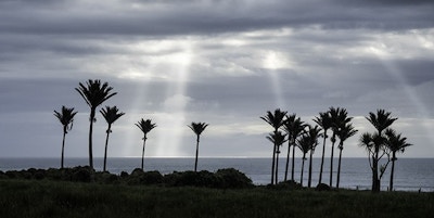 West Coast Nikau Palms