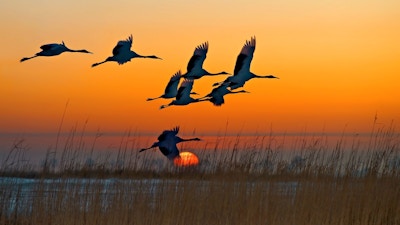 Red Crowned Cranes
