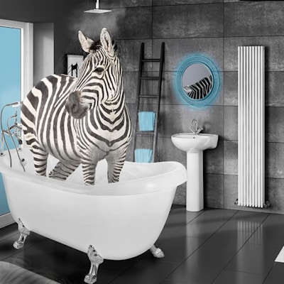 Zebra's Bath